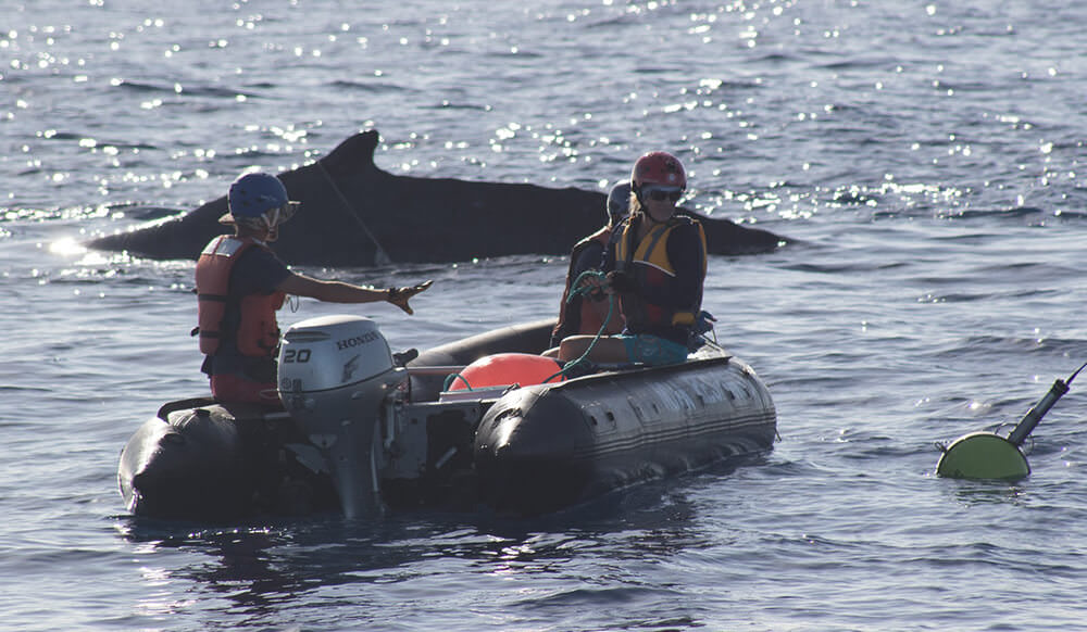 Trained responders deploy a telemetry package to track an entangled whale off Maui
