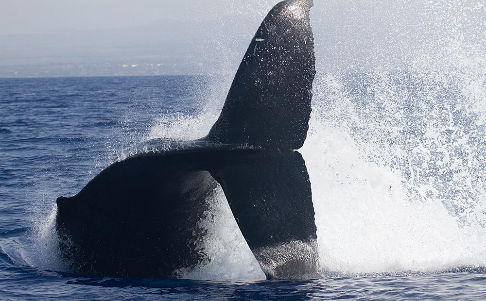 a whale tail breaching the water's surface