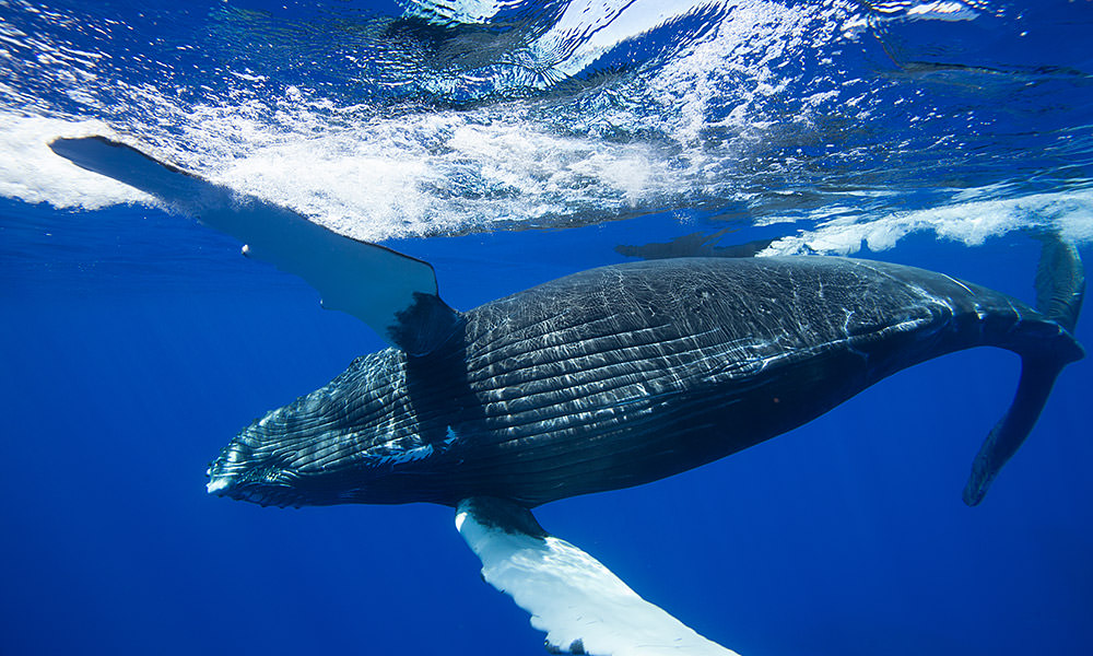 humpback whale swimming underwater