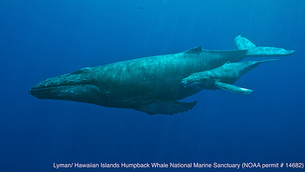 A mother whale swims with her calf
